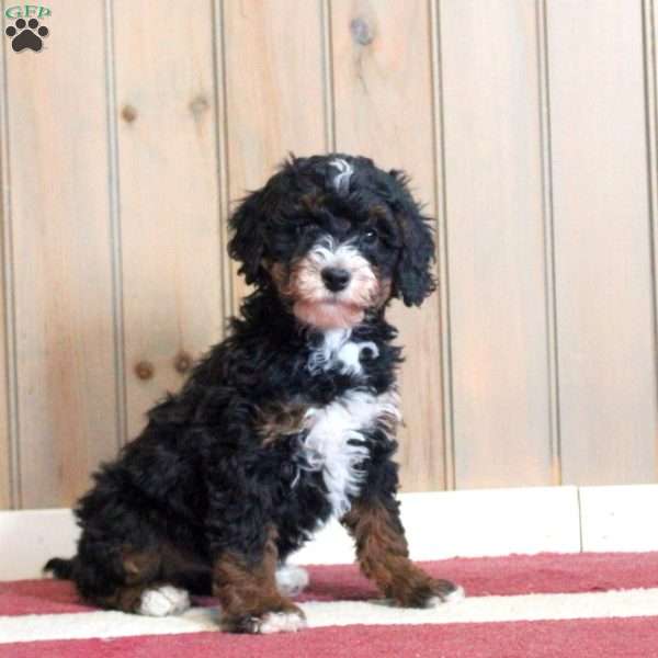 Lillian, Mini Bernedoodle Puppy