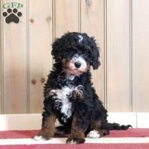 Lillian, Mini Bernedoodle Puppy