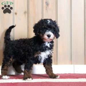 Lillian, Mini Bernedoodle Puppy