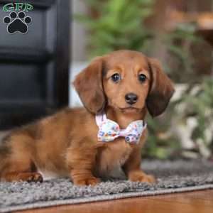 Lilly, Dachshund Puppy