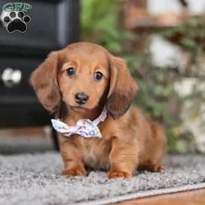 Lilly, Dachshund Puppy