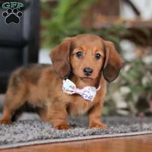 Lilly, Dachshund Puppy