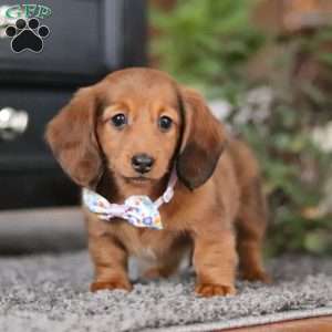 Lilly, Dachshund Puppy