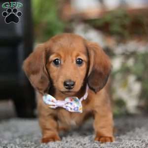 Lilly, Dachshund Puppy