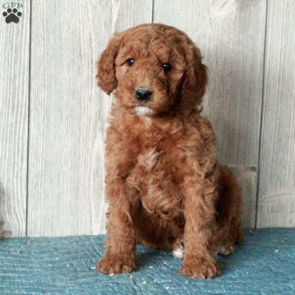 Lilly-Moyen, Standard Poodle Puppy