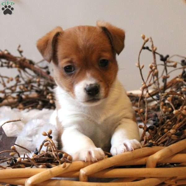 Lilly, Jack Russell Terrier Puppy