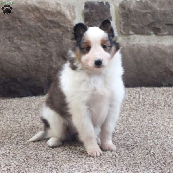 Lilly, Sheltie Puppy