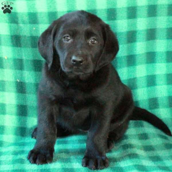 Lilly, Black Labrador Retriever Puppy