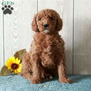 Lilly-Moyen, Standard Poodle Puppy