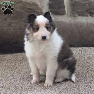 Lilly, Sheltie Puppy