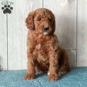 Lilly-Moyen, Standard Poodle Puppy