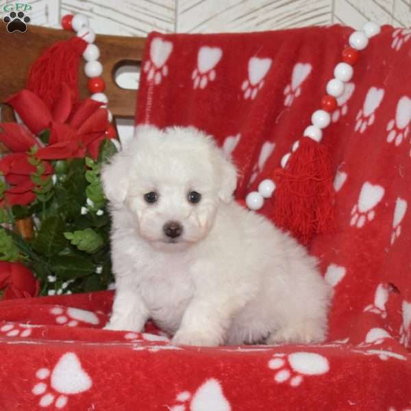 Lilo, Bichon Frise Puppy