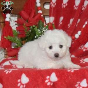 Lilo, Bichon Frise Puppy