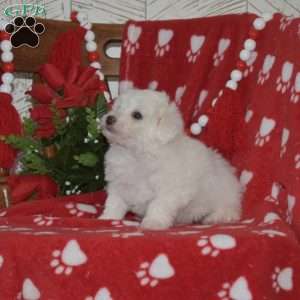 Lilo, Bichon Frise Puppy