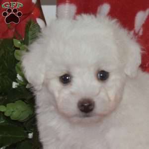 Lilo, Bichon Frise Puppy