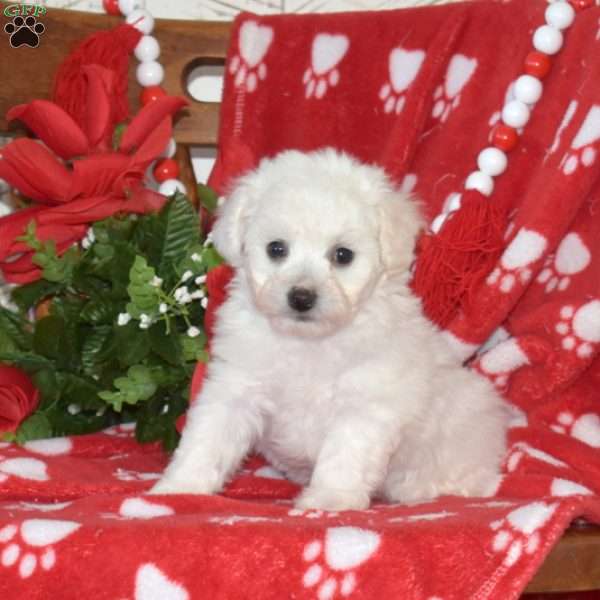 Lily, Bichon Frise Puppy