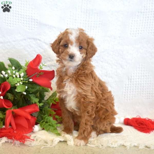 Lily, Miniature Poodle Puppy