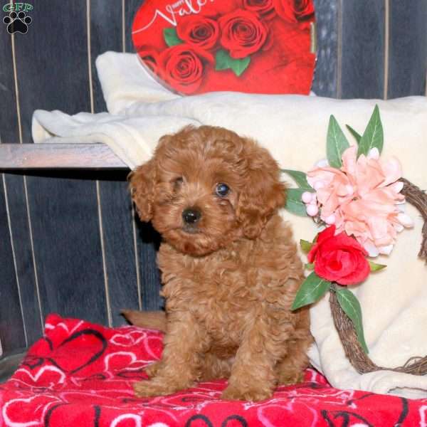 Lily, Cavapoo Puppy