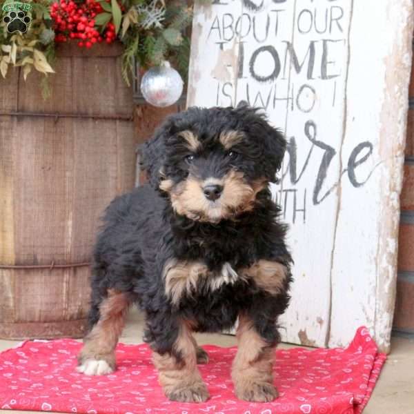 Lily, Bernedoodle Puppy