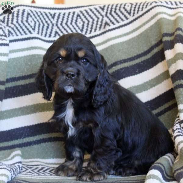 Lily, Cocker Spaniel Puppy