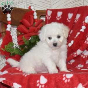 Lily, Bichon Frise Puppy