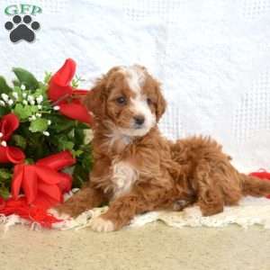 Lily, Miniature Poodle Puppy