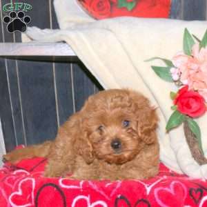 Lily, Cavapoo Puppy