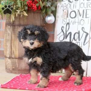 Lily, Bernedoodle Puppy