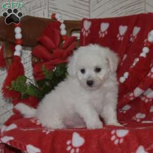 Lily, Bichon Frise Puppy