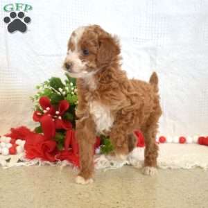 Lily, Miniature Poodle Puppy