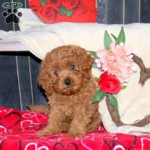 Lily, Cavapoo Puppy