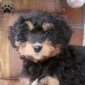 Lily, Bernedoodle Puppy