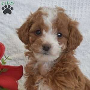 Lily, Miniature Poodle Puppy