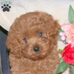 Lily, Cavapoo Puppy