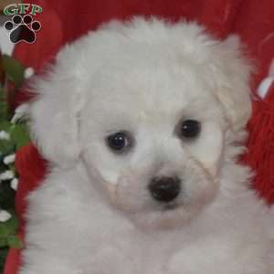 Lily, Bichon Frise Puppy