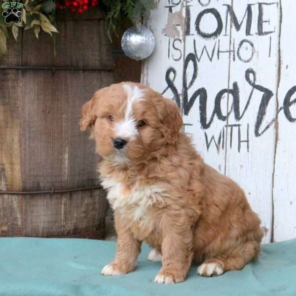 Lincoln, Bernedoodle Puppy