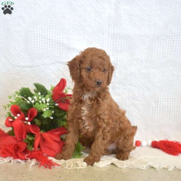 Lincoln, Miniature Poodle Puppy