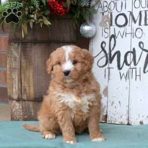 Lincoln, Bernedoodle Puppy