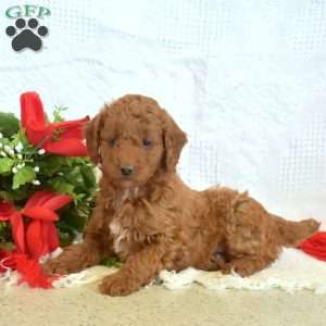 Lincoln, Miniature Poodle Puppy