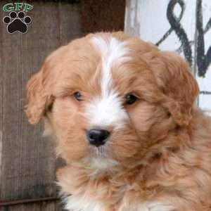 Lincoln, Bernedoodle Puppy