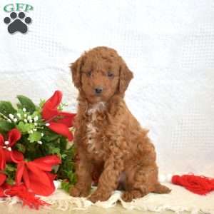 Lincoln, Miniature Poodle Puppy