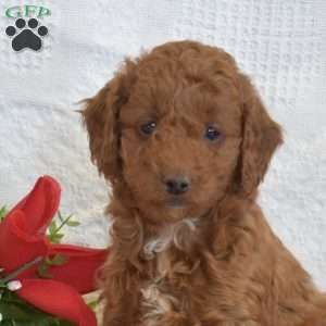 Lincoln, Miniature Poodle Puppy