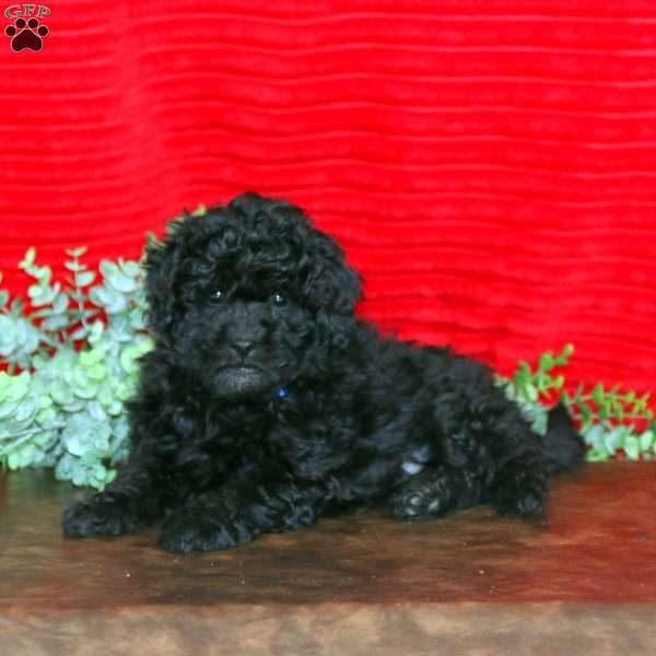 Lincoln, Shih-Poo Puppy