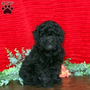 Lincoln, Shih-Poo Puppy