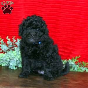 Lincoln, Shih-Poo Puppy