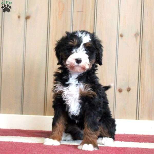 Lindsay, Mini Bernedoodle Puppy