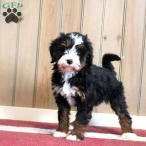 Lindsay, Mini Bernedoodle Puppy