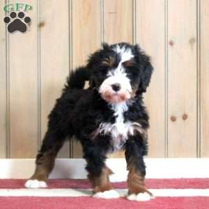 Lindsay, Mini Bernedoodle Puppy