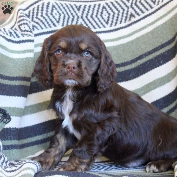 Link, Cocker Spaniel Puppy