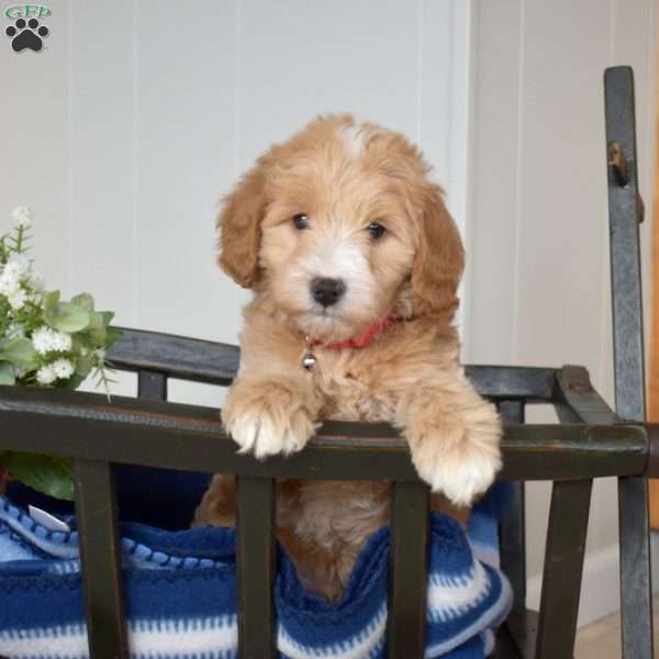 Link, Mini Goldendoodle Puppy